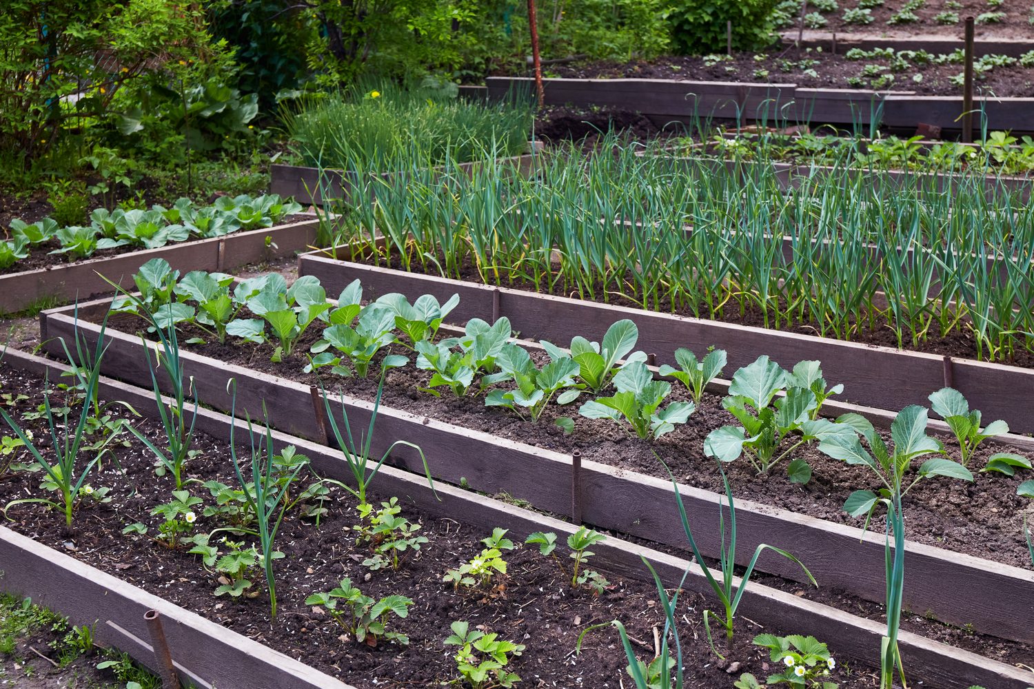 Carré potager surélevé contenant des légumes de différentes tailles, illustrant l’importance de la profondeur selon chaque culture.