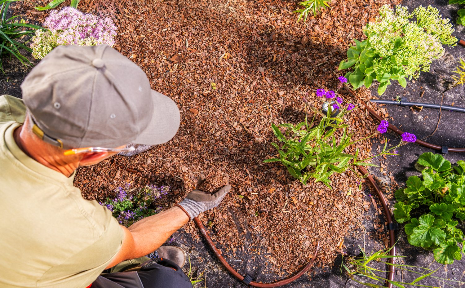 Jardinier étalant une couche de paillage autour des plantes pour limiter les mauvaises herbes.